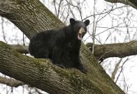 VIDEO: Captan a oso negro buscando comida al sur de Monterrey