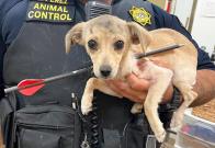 Retiran flecha del cuello de un perro en California; esperan que viva