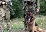 Perro abandonado por tropas rusas cambia de bando: es adoptado por Ejército de Ucrania