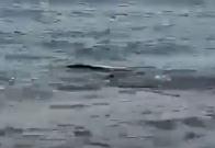 Captan nacimiento de tiburones martillo en Cozumel, Quintana Roo