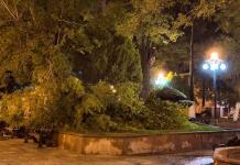 Municipio sin recursos para sustituir árboles derribados por tromba