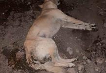 Envenenan varios perros en San José del Tapanco