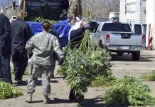 Oregon declara emergencia ante granjas ilegales de cannabis