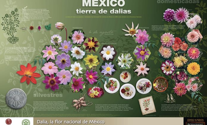 Hoy es el Día Nacional de la Dalia, flor de México que engalana jardines de  Europa