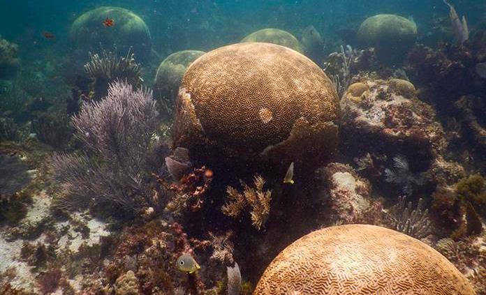 Expertos advierten que Arrecife Mesoamericano se deteriora rápidamente