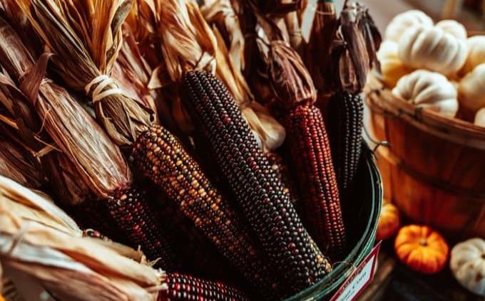 Oaxaca, hogar de 35 de las 220 razas de maíz que existen en América Latina