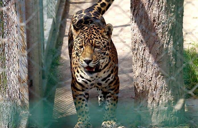 Buscan nombre para jaguares del Tangamanga