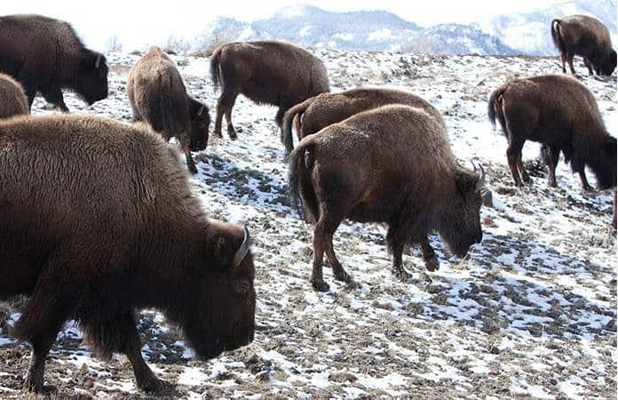 Sacrificarán bisontes en Yellowstone
